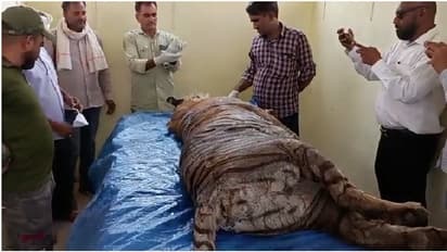 राजस्थान में कैमरा फ्रेंडली बाघिन T61 की रहस्यमय मौत, हिंदू रिवाज से हुआ अंतिम संस्कार