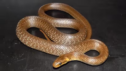 പതിനായിരം വർഷങ്ങൾക്ക് മുമ്പ് കാണാതായ പാമ്പിനെ വീണ്ടും കണ്ടെത്തി...