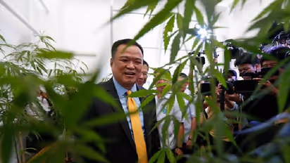 വീട്ടിൽ വളർത്താൻ 10 ലക്ഷം കഞ്ചാവുചെടി നൽകാൻ തായ് സർക്കാർ, അടുത്തമാസം വിതരണം ചെയ്യും