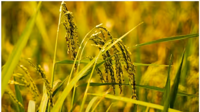 Bagalkot :  ಅತಿವೃಷ್ಟಿ ಹಾನಿಗೆ .79.79 ಕೋಟಿ ಪರಿಹಾರ