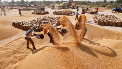 wheat stocks in india: india wheat export ban: 2016ம் ஆண்டுக்குப்பின் கோதுமை கையிருப்பு குறைவதற்கு வாய்ப்பு?