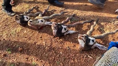 बारातियों को परोसना था काले हिरण का गोश्त, शिकार के बाद पुलिस से सामना हुआ तो चलाई गोली, तीन जवान शहीद