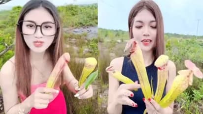 Penis plant : 'ലിംഗച്ചെടി' പറിച്ചെടുത്ത് വൈറലാവാൻ നിരവധിപ്പേർ, തൊട്ടുപോകരുതെന്ന് നിർദ്ദേശവുമായി സർക്കാർ