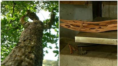 മറയൂരിലെ ചന്ദനമരങ്ങളില് രോഗം പടരുന്നു:രണ്ടായിരത്തോളം മരങ്ങള് മുറിച്ചുമാറ്റണമെന്ന് വനം വകുപ്പ്