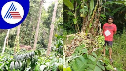 ಕಾಡಾನೆಗಳ ಹಿಂಡು ಕಾಫಿ ತೋಟದಲ್ಲಿ ಬೇಕಾಬಿಟ್ಟಿ ದಾಂಧಲೆ: ಆನೆಗಳ ಭಯಕ್ಕೆ ತೋಟದ ಕಡೆ ತೆರಳದ ಕಾರ್ಮಿಕರು