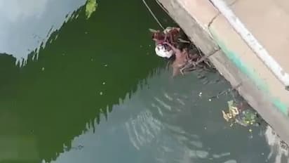 కృష్ణా నదిలో తేలుతూ కనిపించిన మహిళ.. నిమిషాల్లో స్పందించిన ట్రాఫిక్ పోలీసులు (వీడియో)