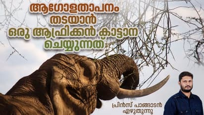 കാട്ടാനകളെ 'ഫോറസ്റ്റ് മാനേജര്മാര്' എന്ന് വിളിക്കുന്നതിന് ഒരു കാരണമുണ്ട്!