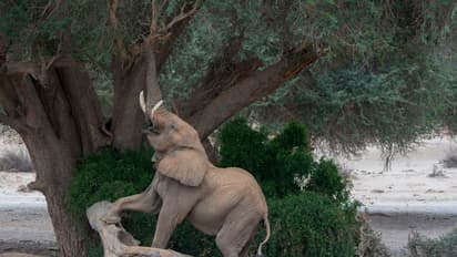 '20000 ആനകളെ അങ്ങോട്ട് അയക്കും, തമാശയല്ലിത്'; ജർമനിയോട് ബോട്‍സ്വാന, ഭീഷണി 'ട്രോഫി ഹണ്ടിംഗ്' തർക്കത്തിനിടെ