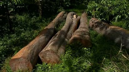 മുട്ടിൽ മരം മുറി കേസ്: മുൻ വില്ലേജ് ഓഫീസർ കെകെ അജി അറസ്റ്റിൽ