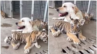 Viral Video : ഇതാണ് സ്നേഹം; മൂന്ന് കടുവക്കുട്ടികൾക്കൊപ്പം നായ; വെെറലായി വീഡിയോ