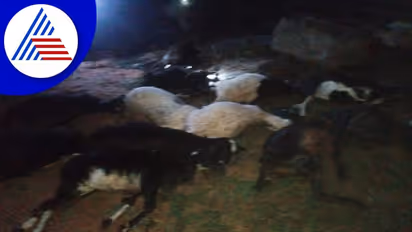 Chikkamagaluru: ಕಾಫಿನಾಡಿನಲ್ಲಿ ಮಳೆ ಅಬ್ಬರ: ಸಿಡಿಲು ಬಡಿದು 18 ಕುರಿ ಸಾವು!