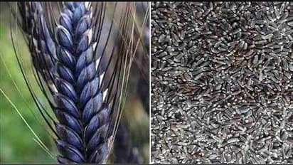 शाहजहांपुर: किसानों को मालामाल कर रहा है काला गेहूं, कई रोगों में ही काफी कारगर