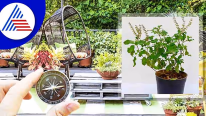 Vastu Tips: ಟೆರೇಸ್ ಮೇಲೆ ಈ ಗಿಡ ಇಟ್ರೆ ಅಶುಭ ಪರಿಣಾಮ ಗ್ಯಾರಂಟಿ!