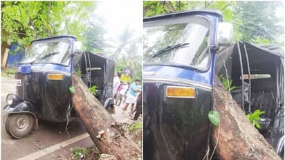 ഓട്ടോക്ക് മുകളിലേക്ക് മരം വീണു; യാത്രക്കാര് രക്ഷപ്പെട്ടത് അത്ഭുതകരമായി