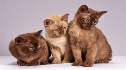 വീട്ടിലെ പൂച്ചകൾക്ക് പരസ്പരം പേരറിയുമോ? ഈ ഗവേഷകർ പറയുന്നത്...