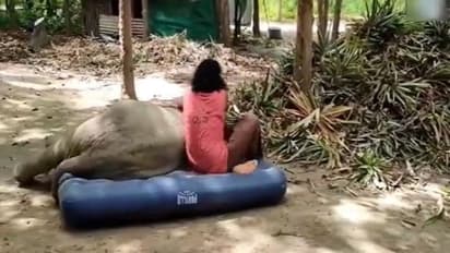 गद्दे को लेकर हाथी और इंसान के बीच हुई लड़ाई, वायरल वीडियो में देखिए कौन जीता