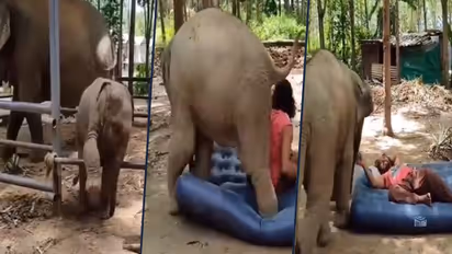 Baby elephant scuffle with guard over a mattress; viral video amazed netizens