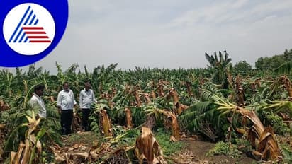 Kalaburagi: ಬಿರುಗಾಳಿ ಮಳೆಗೆ ನೆಲಕ್ಕುರುಳಿದ ಬಾಳೆ: ಕಂಗಾಲಾದ ರೈತ