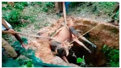 മുപ്പത്തിയഞ്ചടി താഴ്ചയുള്ള കിണറ്റിൽ വീണു, കാള‌യെ പുറത്തെടുത്ത് ഫയർഫോഴ്സ് 