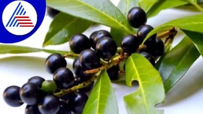 Ayurvedic Tips : ಆರೋಗ್ಯಕ್ಕೆ ಈ ಹಣ್ಣು ಅಮೃತವಾದ್ರೂ ತಪ್ಪಾಗಿ ಸೇವನೆ ಮಾಡಿದ್ರೆ ಅಪಾಯ ಹೆಚ್ಚು 