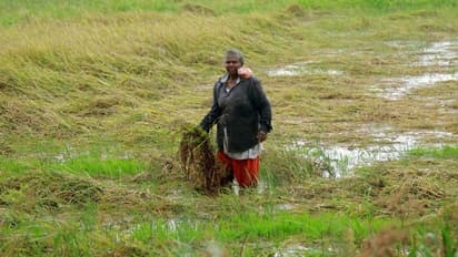 മഴയിൽ പ്രതീക്ഷകൾ മുങ്ങി, അരിവാളുമായി പാടത്തിറങ്ങി പെണ്ണമ്മ