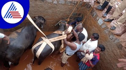 Koppal: ಗುಡುಗು-ಸಿಡಿಲುಗಳ ಆರ್ಭಟ: ತೊಟ್ಟಿಗೆ ಬಿದ್ದಿದ್ದ ಎಮ್ಮೆಗಳ ರಕ್ಷಣೆ!