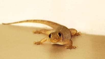 गृह प्रवेश करते समय मरी छिपकली दिखना होता है अपशकुन, जानें छिपकली से जुड़े ऐसे ही 10 संकेत