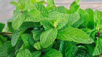 ये 5 पत्ते चबाकर कर सकते हैं वजन कम, फ्लैट बेली के साथ मिलेगी खूबसूरती