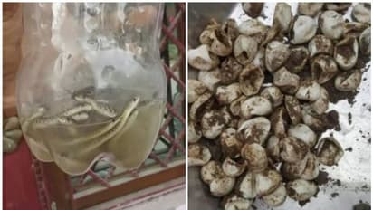 അമ്പരന്ന് നാട്ടുകാർ, കുളിമുറി പൊളിച്ചപ്പോള്‍ കണ്ടെത്തിയത് 60തോളം പാമ്പുകളെ