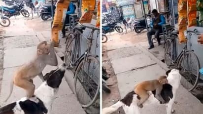 कुत्ते और बंदर की जोड़ी पहुंची चिप्स चोरी करने, पैकेट टूटने से पहले आ गया मालिक! video में देखिए आगे का हाल