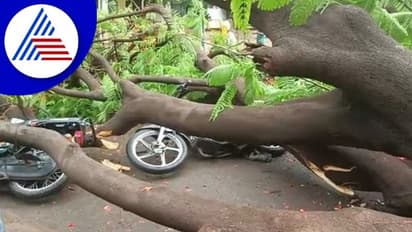 Vijayapura ವರುಣನ ಆರ್ಭಟಕ್ಕೆ ಬೈಕ್ ಸವಾರರ ಮೇಲೆ ಬಿದ್ದ ಮರ