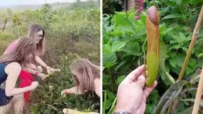 Penis Plant : ലിംഗത്തിന്റെ രൂപമുള്ള ചെടി പറിച്ചെടുത്ത് ടൂറിസ്റ്റുകള്; പ്രതിഷേധം