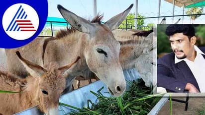 ಕತ್ತೆ ಹಿಂದೆ ಹೋದವ ಇಂದು ಕೋಟ್ಯಾಧಿಪತಿ! ಇವನಿಂದ ಕತ್ತೆ ಹಾಲು ಕೊಳ್ಳೋರ್ಯಾರು ಗೊತ್ತಾ?