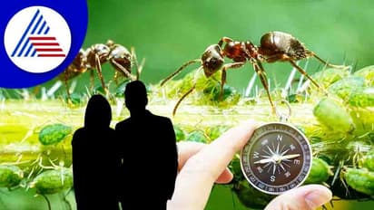 ದಾಂಪತ್ಯ ಸುಖ, ಆರ್ಥಿಕ ವೃದ್ಧಿಗಾಗಿ ಇರುವೆ ಮೇಲೆ ತೋರಿ ಪ್ರೀತಿ