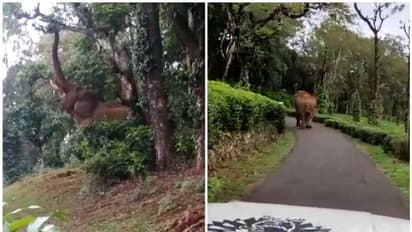 നെല്ലിയാമ്പതിയിൽ കാട്ടാന റോഡിലിറങ്ങി; ഗതാഗതം തടസ്സപ്പെട്ടു