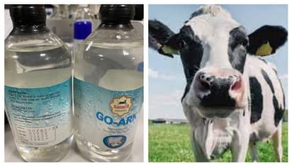 'ഗുരുതര രോ​ഗങ്ങൾക്ക് കാരണമാകും'; ന്യൂസിലാൻഡിൽ വിമാന​യാത്രക്കാരനിൽനിന്ന് ഗോമൂത്രം പിടിച്ചെടുത്ത് നശിപ്പിച്ചു