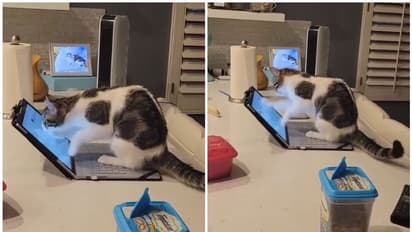 Viral Video :  ലാപ് ടോപ്പ് വെറുതെയിരിക്കുവല്ലേ, ഇങ്ങനെ ചെയ്തേക്കാം; വെെറലായി പൂച്ചയുടെ വീഡിയോ