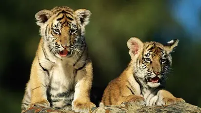 Forest dept rescues 2 tiger cubs from irate villagers pelting stones at them