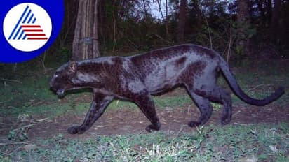 ಬಿಳಿಗಿರಿರಂಗನಬೆಟ್ಟ ವನ್ಯಧಾಮದಲ್ಲಿ ಕಪ್ಪುಚಿರತೆ ಪತ್ತೆ