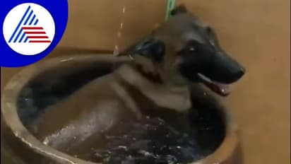 ಅಬ್ಬಾ ತಡೆಯಲಾರೆ ಈ  ಸೆಖೆ : ತುಂಬಿಟ್ಟ ನೀರಲ್ಲಿ ಮುಳುಗೇಳುತ್ತಿರುವ ಶ್ವಾನ