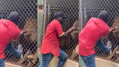 Viral Video: ಸಿಂಹದ ಜತೆ ತಮಾಷೆ ಮಾಡಲು ಹೋಗಿ ಬೆರಳು ಕಳೆದುಕೊಂಡ ವ್ಯಕ್ತಿ