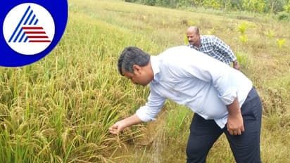 Shivamogga: ನೆರೆ ಹಾವಳಿಗೊಳಗಾದ ರೈತರ ಹೊಲಗಳಿಗೆ ಜಿಲ್ಲಾಧಿಕಾರಿ ಭೇಟಿ: ಮಳೆಹಾನಿ ಪ್ರದೇಶದಲ್ಲಿ ಪರಿಶೀಲನೆ