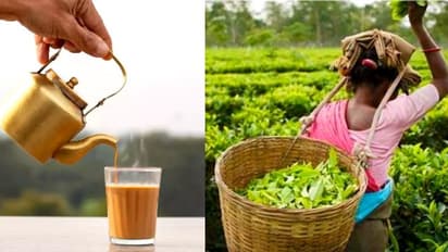 ഇന്ത്യൻ ചായയ്ക്ക് പ്രിയമേറുന്നു; അഞ്ച് വർഷത്തിനുള്ളിൽ കയറ്റുമതി 300 ദശലക്ഷം കിലോഗ്രാമായി ഉയരും