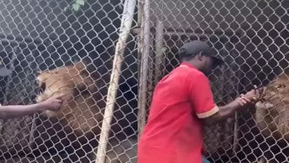 शेर को उंगली करना पड़ा भारी, लोगों को लगा यह सिर्फ एक मजाक है लेकिन...