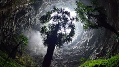 গুহার ভিতরে আস্ত একটি প্রাচীন জঙ্গল, বিজ্ঞানীদের অনুমান থাকতে পারে অজানা পশু-পাখিও