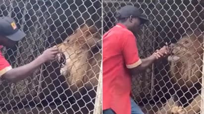 രോമം വലിച്ചും വായിൽ കൈയ്യിട്ടും സൂ കീപ്പറുടെ 'ഷോ', സിംഹം വിരൽ കടിച്ചെടുത്തു