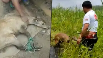 Manipur villagers rescue Sangai deer and release it into forests