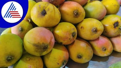Udupi Mango Mela: ದೇವಾಲಯಗಳ ನಗರಿಯಲ್ಲಿ ಮಾವಿನ ದರ್ಬಾರು