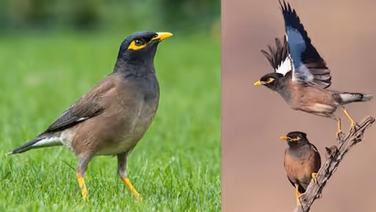 এক শালিক দেখা অশুভ আর জোড়া শালিক শুভ- জ্যোতিষশাস্ত্র কী বলছে জানুন