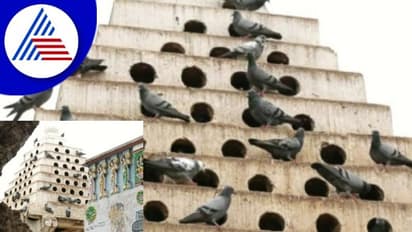 Kolara ಪಾರಿವಾಳಗಳ ಲೋಕದ ಉಳಿವಿಗಾಗಿ ಗ್ರಾಮಸ್ಥರ ಪಣ